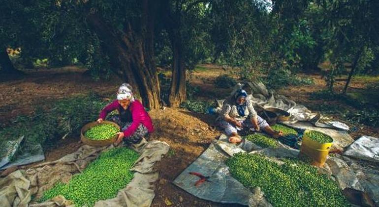 656f495486b2441e14b15408 Türkiyede zeytin yetiştiriciliği UNESCOya alındı