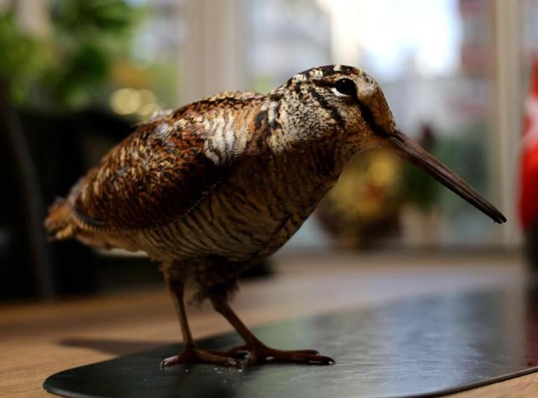 657026fa86b2470188888108 Adanada Sibirya suçulluğu yaralı halde bulundu