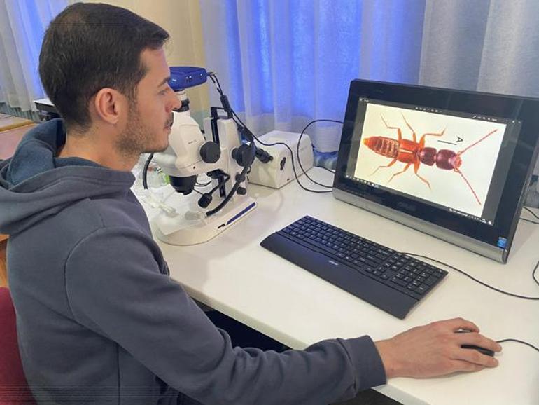 Türkiyede yeni bir böcek türü Keşfedildi: Medon turcicus