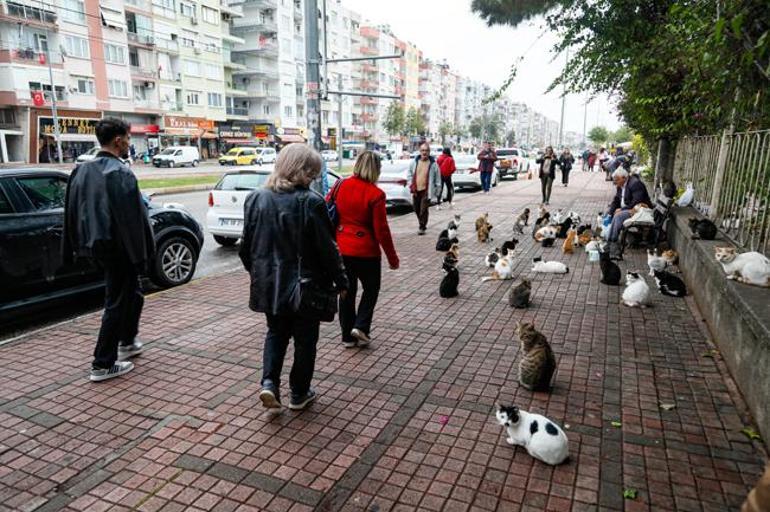 Emekli maaşınla 800 kediyi besliyor: Ben onların babasıyım