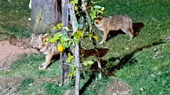 Ordu'da Bir Adamın Çakal Sevgisi