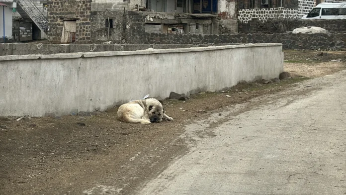 Şanlıurfa'da Kuduz Alarmı: Mahallelerde Karantina Uygulaması