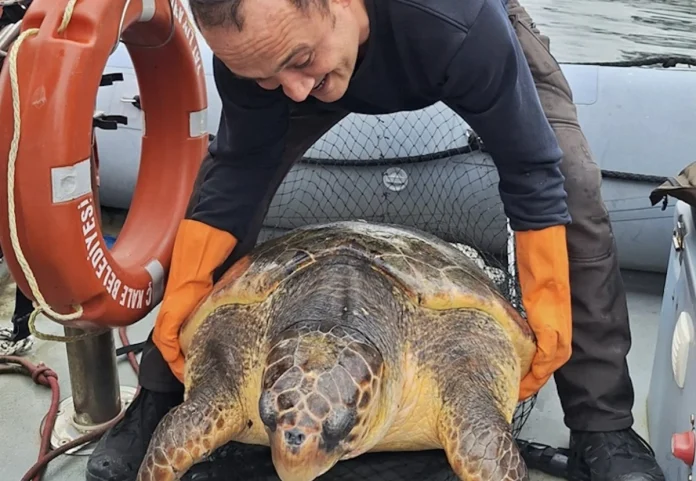 Çanakkale'de 150 kiloluk caretta caretta kurtarıldı