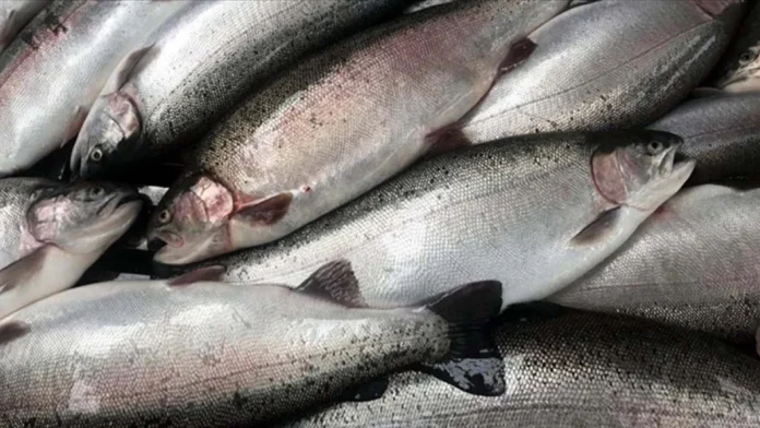 Doğu Karadeniz, 7 ülkeye somon ihracatı gerçekleştirdi