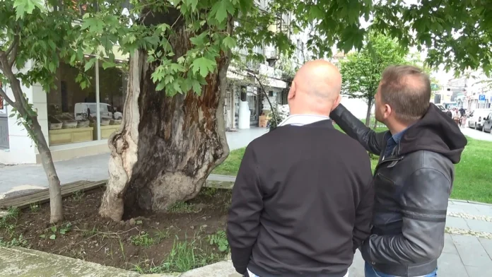 Asırlık Çınar Samsun’da Görenleri Hayrete Düşürdü