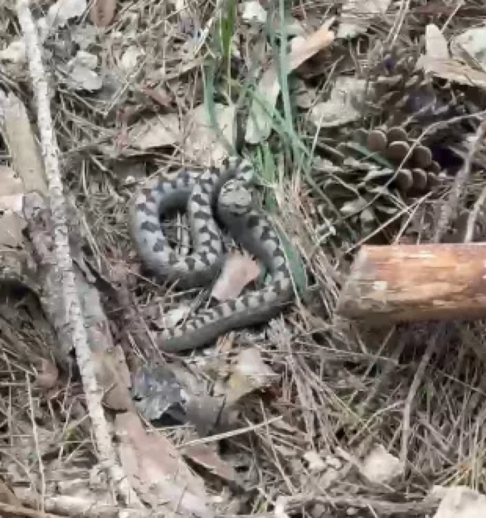 Bolu’da Tehlikeli Ziyaretçi: Nadir Görülen Boynuzlu Engerek Kamerada